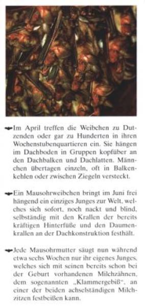 Faltblatt 'Das Große Mausohr' (Seite 2)